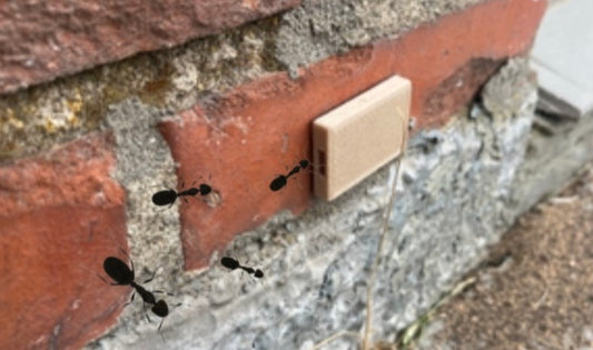 Ant-Bio-Box fliser/muere